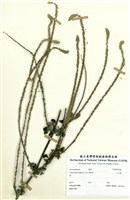 藏品(土牛膝)的圖片